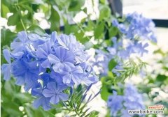 什么花代表放弃的爱？放弃爱情的花卉象征有哪些？