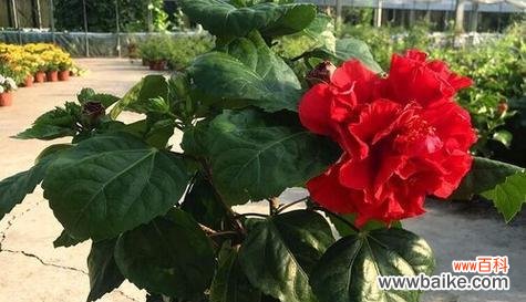 什么花象征富贵?富贵花有哪些种类和特点?