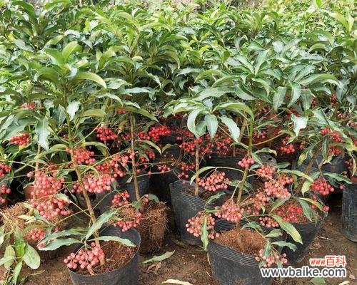 什么花象征富贵?富贵花有哪些种类和特点?