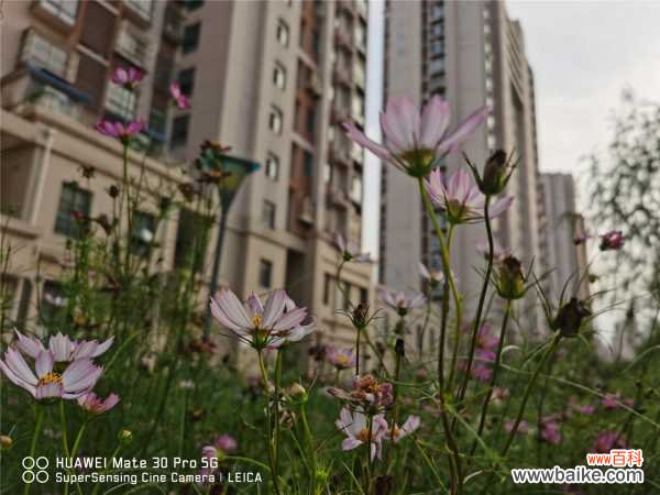 怎样防止波斯菊倒伏