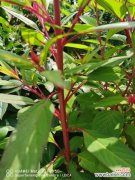 鸡冠花不开花怎么办