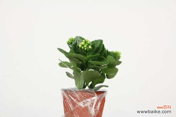 长寿花掉叶子怎么回事