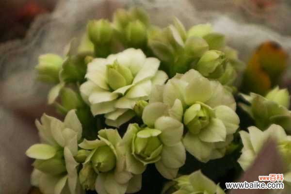 长寿花掉叶子怎么回事