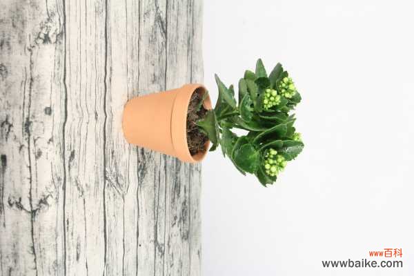 长寿花掉叶子怎么回事