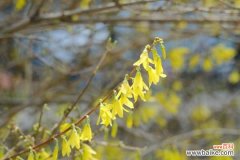 连翘为什么可以反季节开花