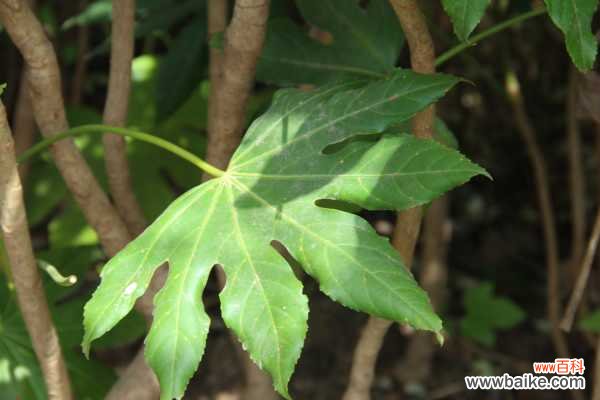 八角金盘掉叶子怎么办