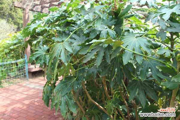 八角金盘掉叶子怎么办