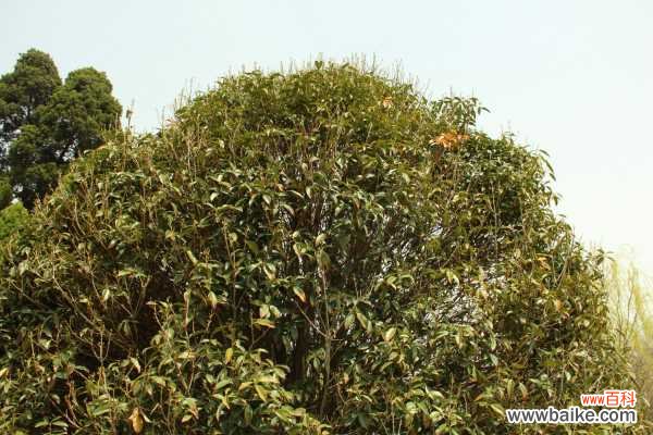 桂花开花为什么不香