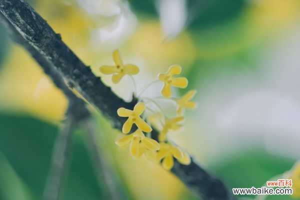 桂花开花为什么不香