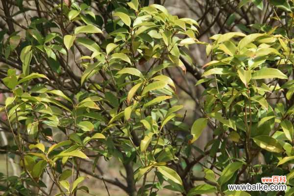 桂花开花为什么不香