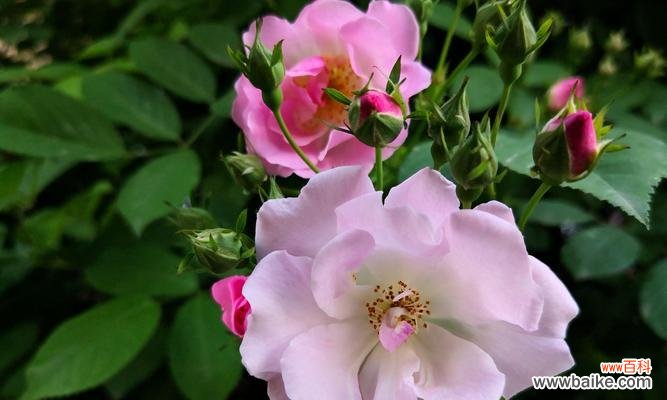 传递爱情与热情的蔷薇，解析花语与寓意 探寻蔷薇的花语和寓意