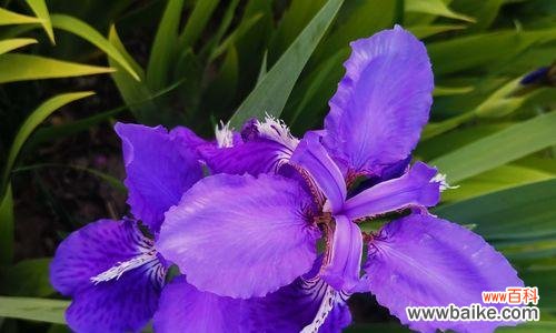 探究紫色鸢尾花所代表的意义 紫色鸢尾花的花语