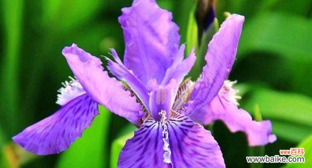 探究紫色鸢尾花所代表的意义 紫色鸢尾花的花语