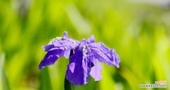 探究紫色鸢尾花所代表的意义 紫色鸢尾花的花语
