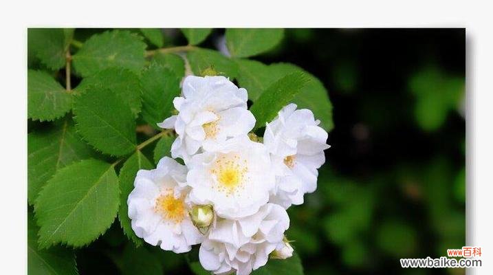 唤起纯洁和温柔的情感 白色蔷薇花的花语