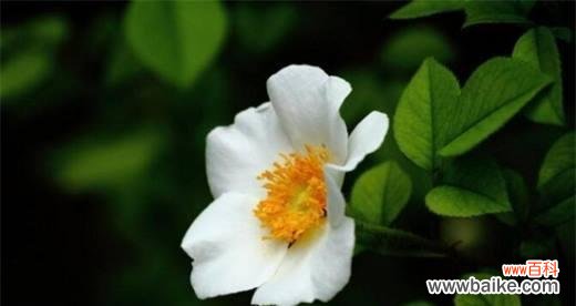 唤起纯洁和温柔的情感 白色蔷薇花的花语