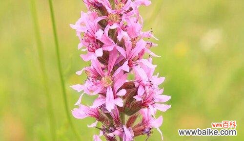 探寻千屈菜的鲜花语言，解读美好的寓意 千屈菜的花语与寓意