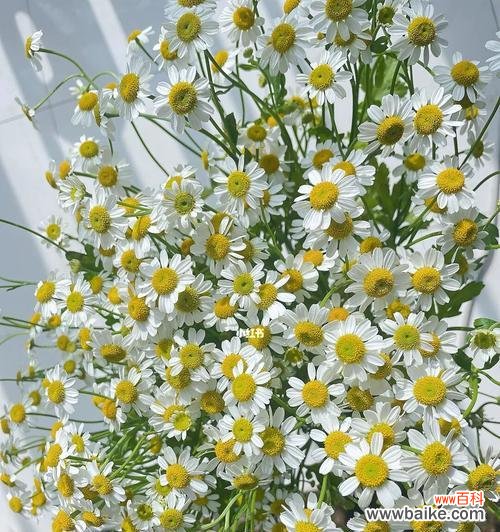 探寻小雏菊代表的意义与象征 小雏菊的花语