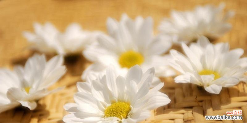 探寻小雏菊代表的意义与象征 小雏菊的花语