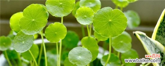 铜钱草的作用与功效