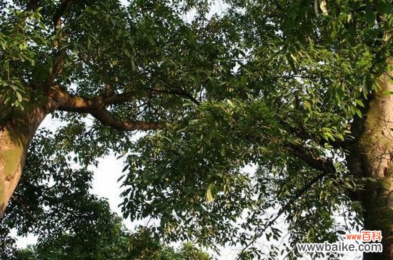 栽黄角树的禁忌