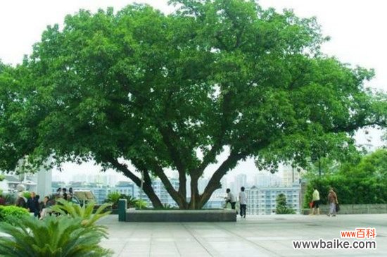 栽黄角树的禁忌