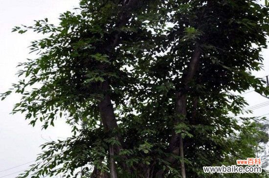 栽黄角树的禁忌