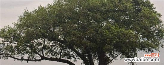 栽黄角树的禁忌