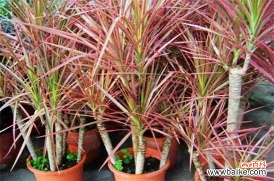 千年木的功效与作用,可活血化瘀还能改善风水