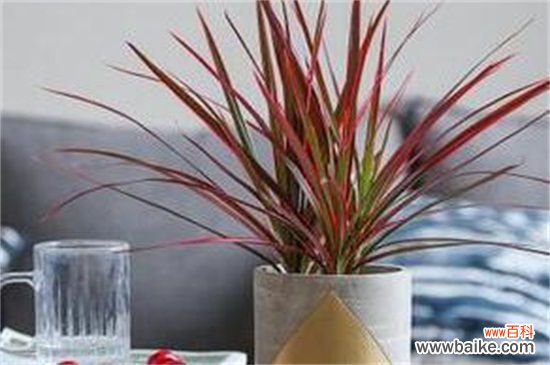 千年木的功效与作用,可活血化瘀还能改善风水