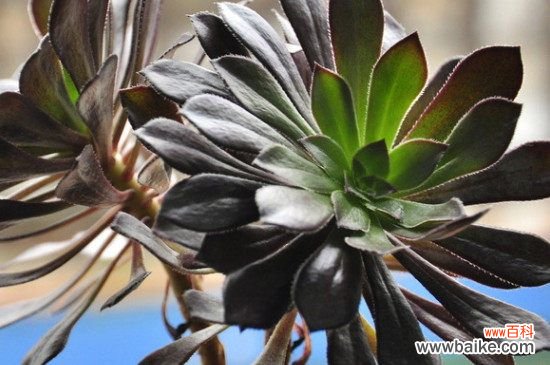 多肉黑法师花语