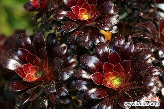 多肉黑法师花语