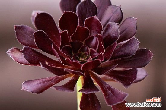 多肉黑法师花语