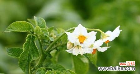 探寻土豆开花的意义与象征 土豆开花的神秘预示