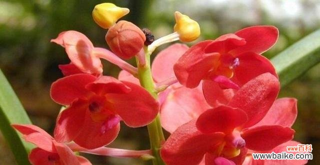 揭示万代兰的花语和传达的深刻含义 以万代兰的花语及含义