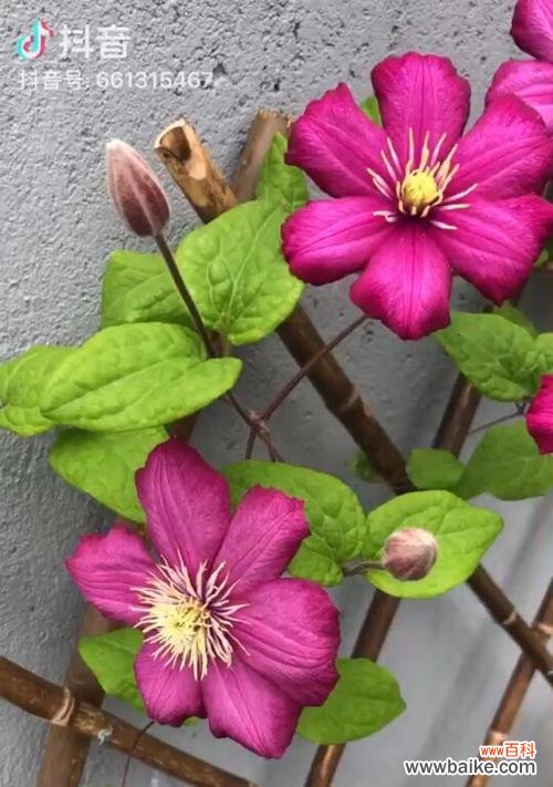 一种美丽与坚韧并存的花卉 铁线莲的寓意与象征