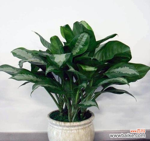 揭示万年青花语的深层含义 万年青开花的神奇寓意