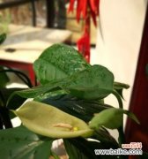 探寻万年青开花的奥秘和象征意义 万年青开花的意义与价值