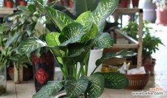 探索万年青开花背后的深层含义 万年青开花的寓意与象征意义