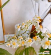 探寻文心兰的花语 文心兰花语与意义