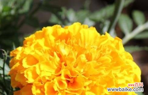 传承千年的生命之花——万寿菊 万寿菊的花语与传说故事