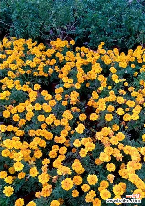 传承千年的生命之花——万寿菊 万寿菊的花语与传说故事