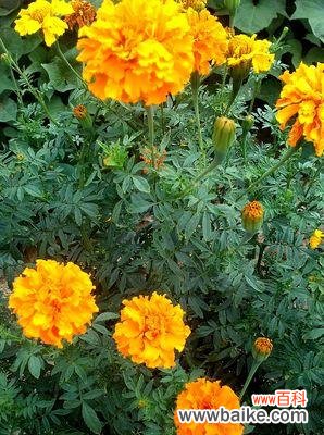 传承千年的生命之花——万寿菊 万寿菊的花语与传说故事