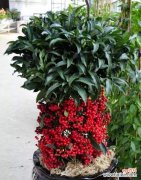 什么花象征富贵吉祥？如何用花卉来表达吉祥富贵？