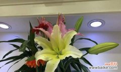 什么花代表感恩？如何用花卉表达感激之情？