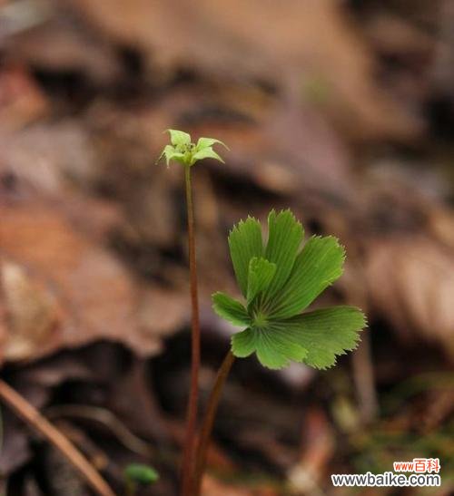 什么花象征孤独忧郁？如何用花卉表达深层情感？