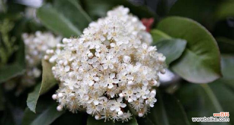 什么花象征孤独忧郁？如何用花卉表达深层情感？