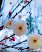 什么花象征孤独？揭秘孤独之花的真正含义是什么？