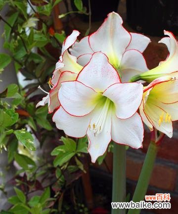 什么花代表高雅？高雅花卉有哪些特点和象征意义？