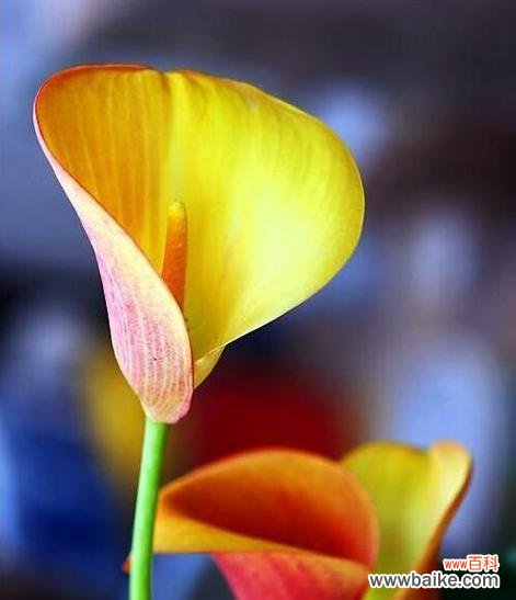 什么花代表高雅？高雅花卉有哪些特点和象征意义？